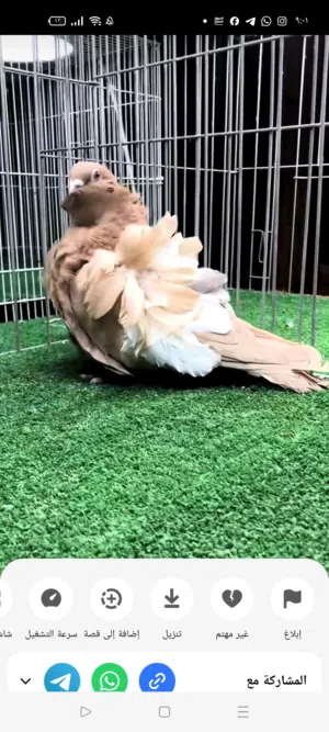 سلام عليكم مطلوب فحل كشكي بسعر مناسب