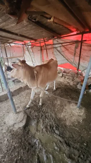 بقره الابيع
