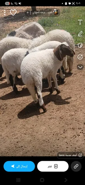 فطايم عمر 7 شهور 1200