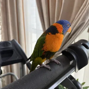 بغبغاء لوري/lori