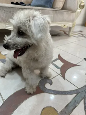 1 year and 9 months Maltese male I will less the price