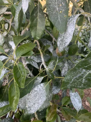 لحق قبل نفاذ الكمية متوفر شتل ابو كادو : شجر نوعية هس وبينكرتو