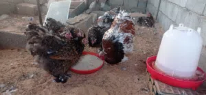 كوبية براهما زهري بورسلان حاجة ربي يبارك