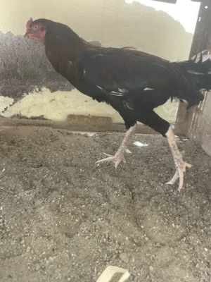 ديك باكستاني نسل عالمي