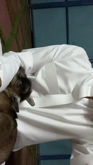 ‏ماعز‏3
