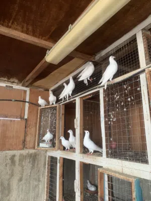 35+ حمامة زاجل ابيض مع الفروخ للبيع بيعه سريعه ،حط سعرك وان شاءالله مانقصر وياك.