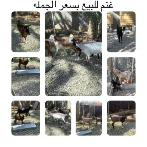 غنم للبيع بسعر الجمله