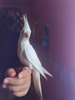 طيور كوكتيل للبيع في البصره