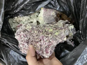 حجر الكرولينا للأحواض البحرية