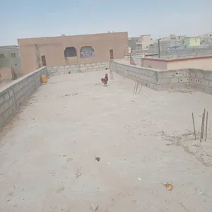 ‏دجاج‏0