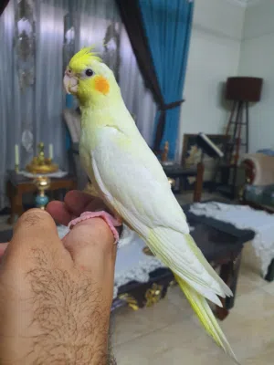 متاح تك كوكتيل عمره 4 اشهر سعر ب50 مكاني بغداد نفق الشرطة  متاح تك كوكتيل عمره 4 اشهر سعر ب50 مكاني