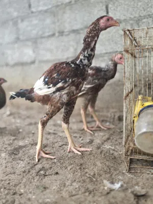 دجاج باكستانيات