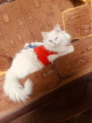 قطط للتبني