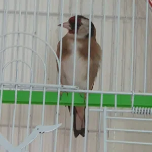 يوسف 