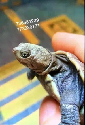 السلحفاة الأفريقية ذات الرقبة الجانبية - African Sideneck Turtle - تعيش داخل و خارج الماء