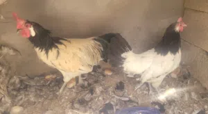 فروج ملكي
