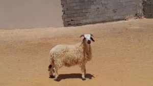 خروف وطني الله يبارك سليم من العيوب العمر 7شهور..