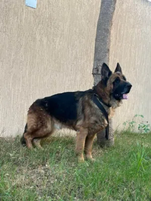 كستم حاجة واعرة سعر كزيوني