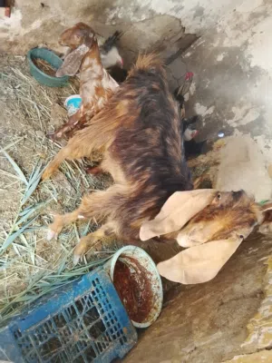 صخله ضروبة شامي يفره للبيع اقرء الوصف وخابر وأنه خادم لشراي