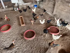 Others - Food - Supplements0