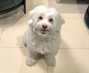 نوادر كلبة مالتيز مدربة , وجميلة Maltese dog, rare friendly