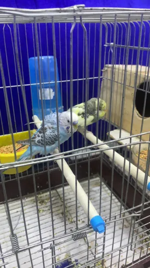 Birds1