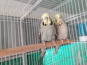 يتوفر بادجي انجليزي مجموعه ازواج منتجه