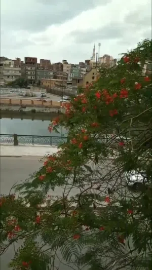 75 m2 2 Bedrooms Apartments for Sale in Damanhour Other