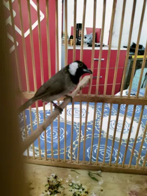 بليل طور للبيع ماعرفه نيثيه لو فحل