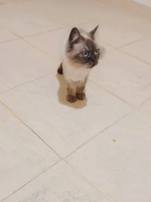 ‏هملايا‏2