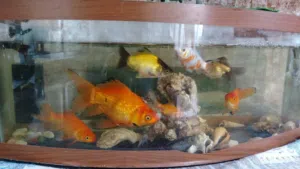 حوض سمك كامل مع فلتر كبير 9 سمكات وزباله 1