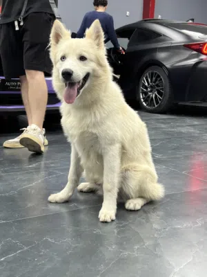 Male Husky هاسكي ذكر