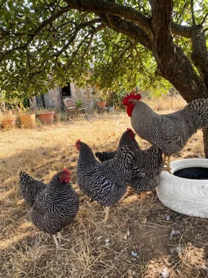صيصان ودجاج نوادر الزينة