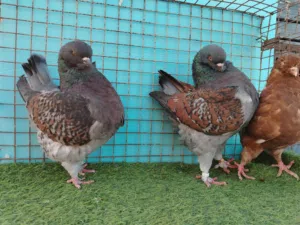 حمام مدينه أمريكي