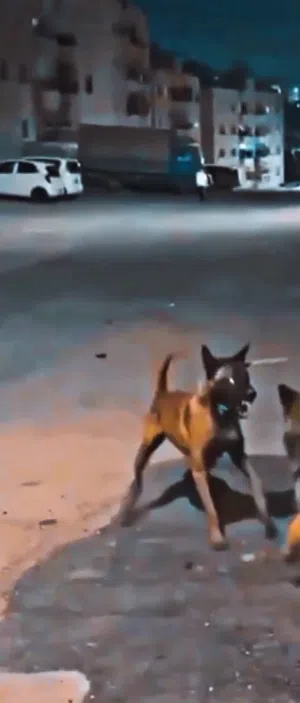 كلب بلجم مالينوه