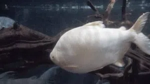 Albino paco