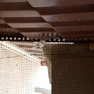 كوبيا منقاليز ومعهم انثي فراد