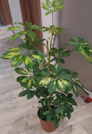 Indoor plant 4kd