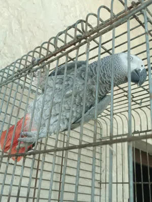 كاسكو متكلم اليف
