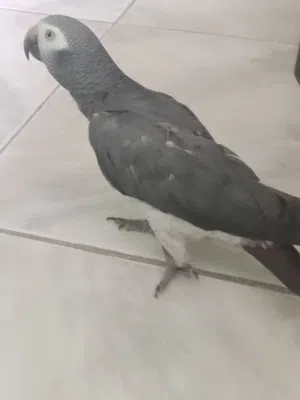 تيمنا للبيع