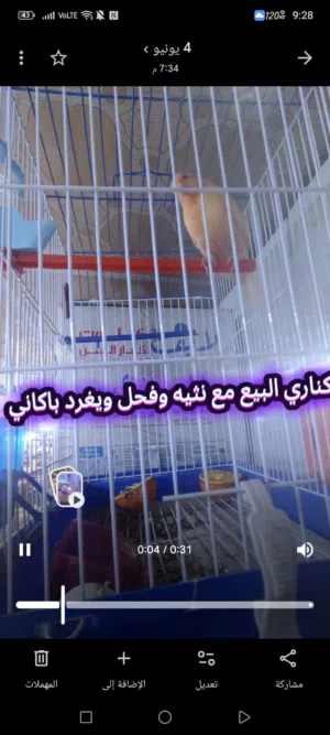 كناري شيرازي للبيع نثيه وفحل مغرد