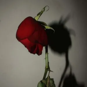 جهاد السليمي 