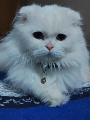 قطه سكوتش فولد