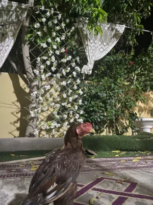 دجاج باكستانيات
