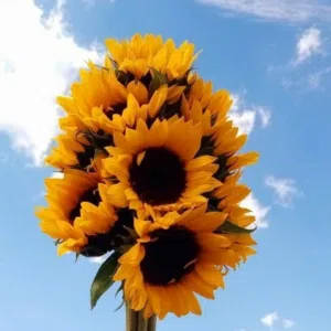 Ss 