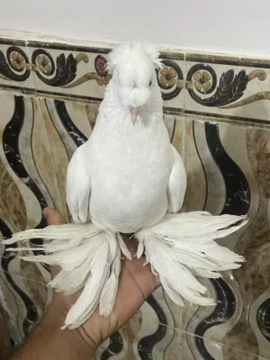 اقره الوصف