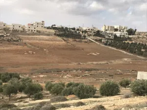 أرض المشقر مزروعة زيتون بجانب الجامعة الألمانية للبيع