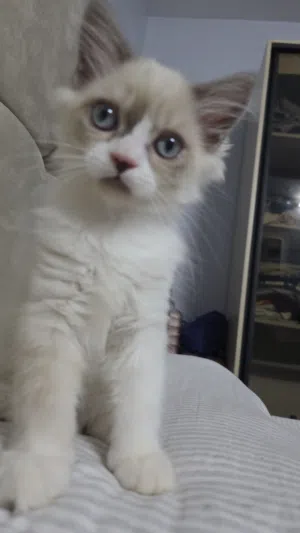 قطط مكس من ام هيمالايا واب راغدول