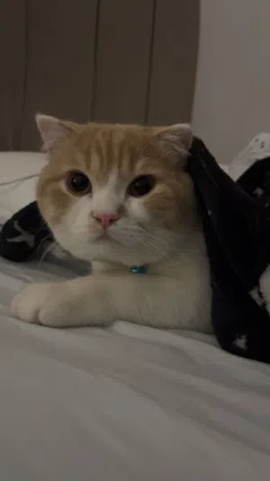 للتبني سكوتش