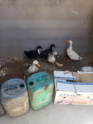 6 بشه للبيع